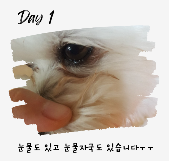 강아지 눈 주변 냄새, 왜 날까? 눈 영양제로 해결 방법까지