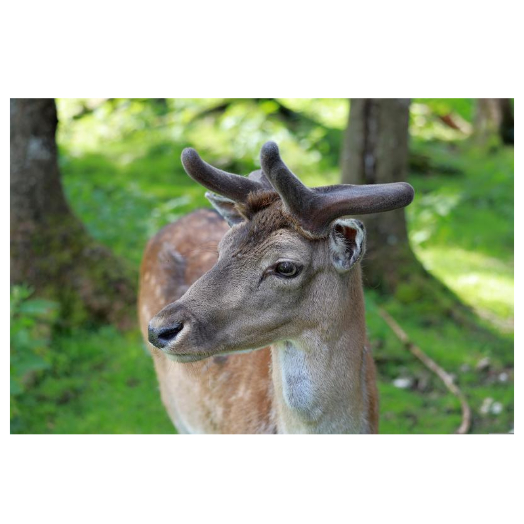 녹용 효능과 관련된 사진입니다.