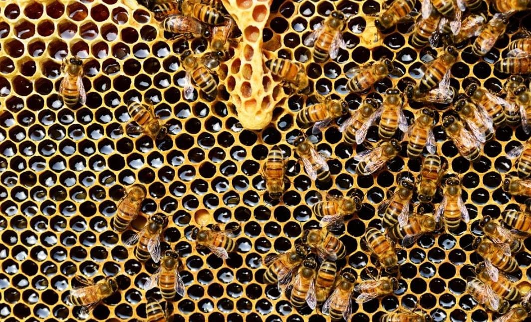 그린 프로폴리스