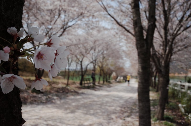 벚꽃 개화시기 2023