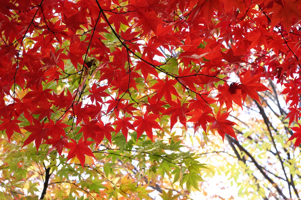 가을 단풍 명소