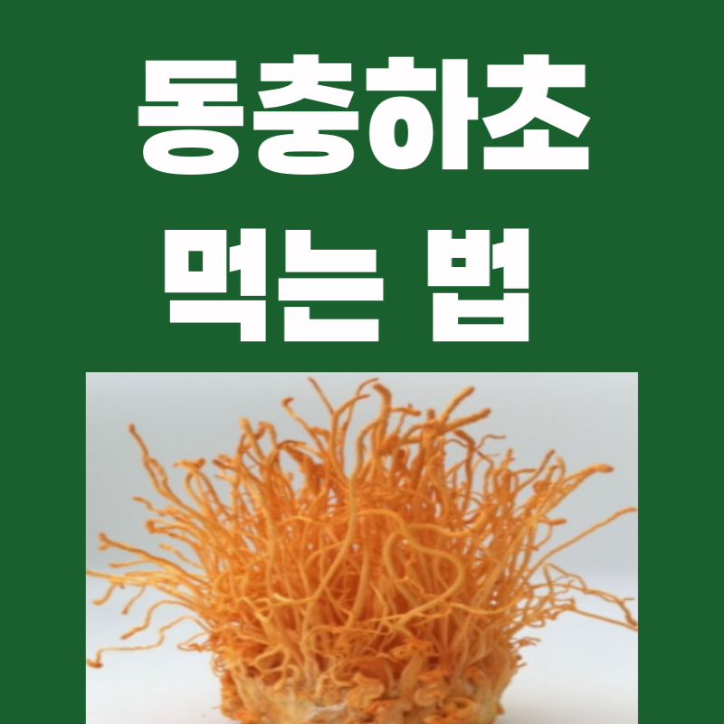 동충하초 먹는 법 6가지