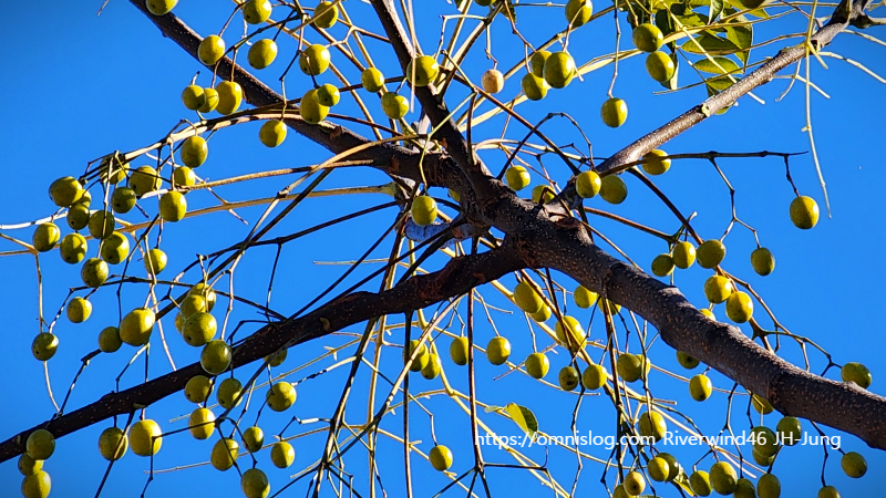 멀구슬나무 열매 천련자(川楝子)