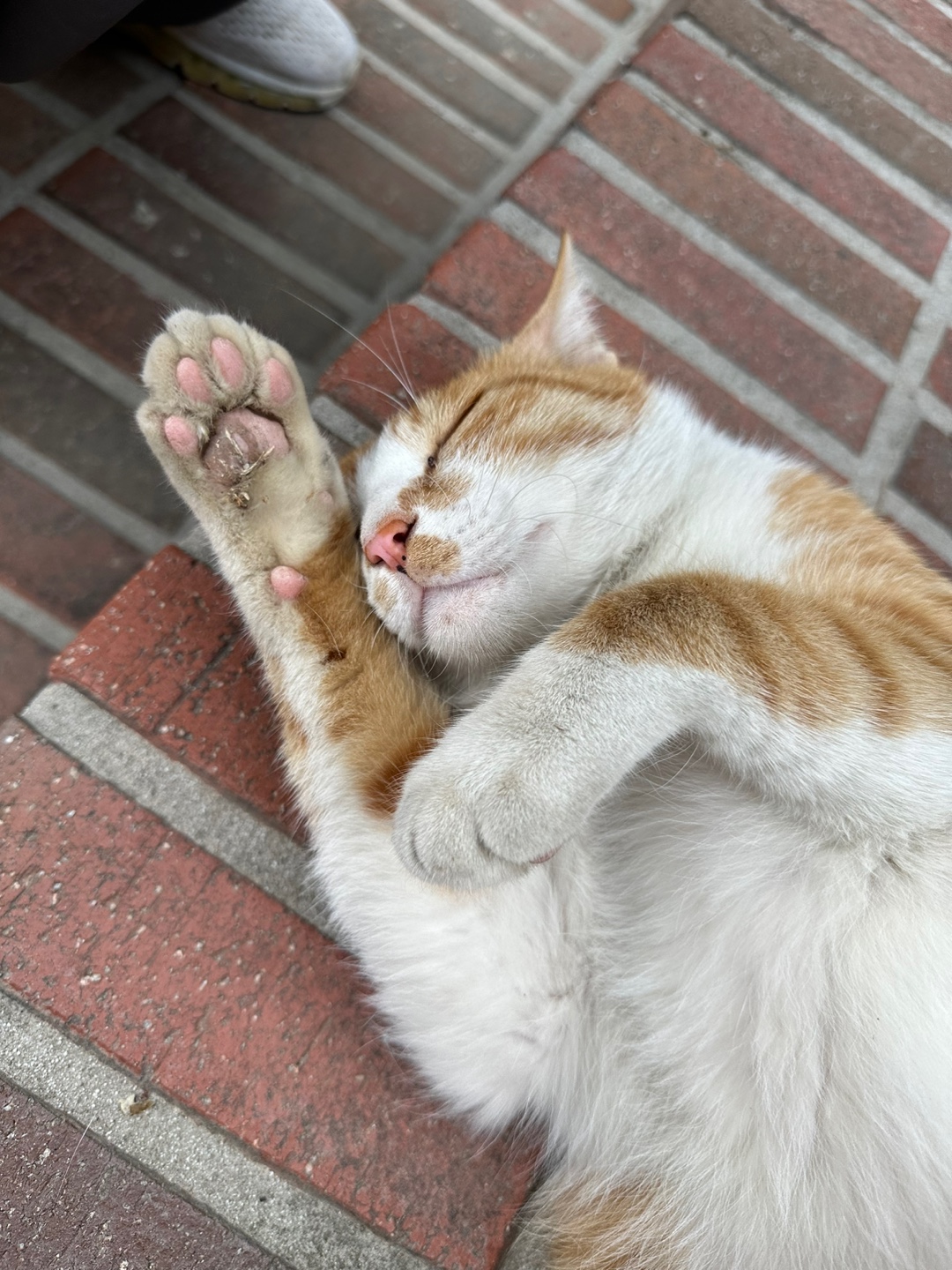 공주중동성당 고양이