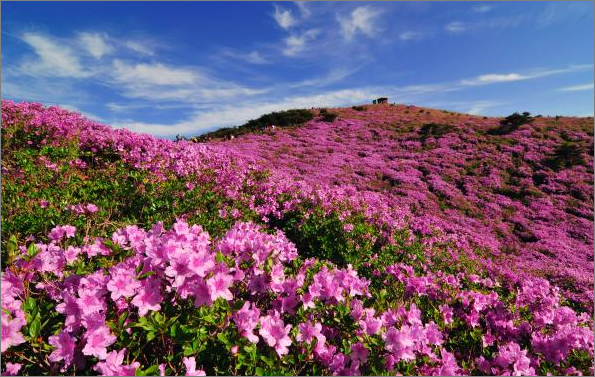 황매산 철쭉
