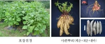 야콘 재배 덩이 비대 관리 토양 갈기 저장 요령_3