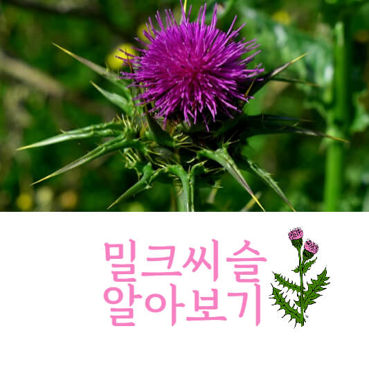 밀크씨슬