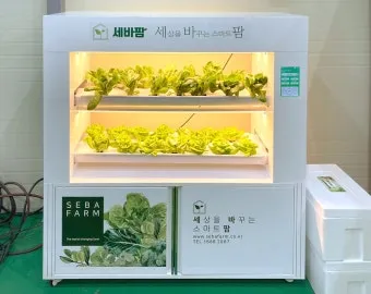 동아 재배 덩굴 손질 지주 설치 수분 관리_12