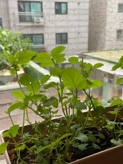 식물 왕초보도 집에서 쉽게 키울 수 있는 잘 안죽는 식물 추천