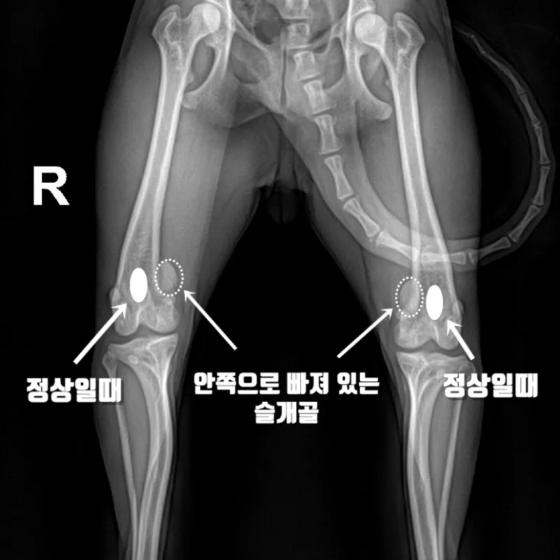 강아지 슬개골 탈구 수술 후유증_4