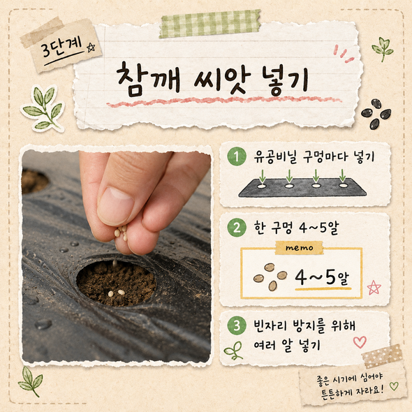 참깨 파종시기