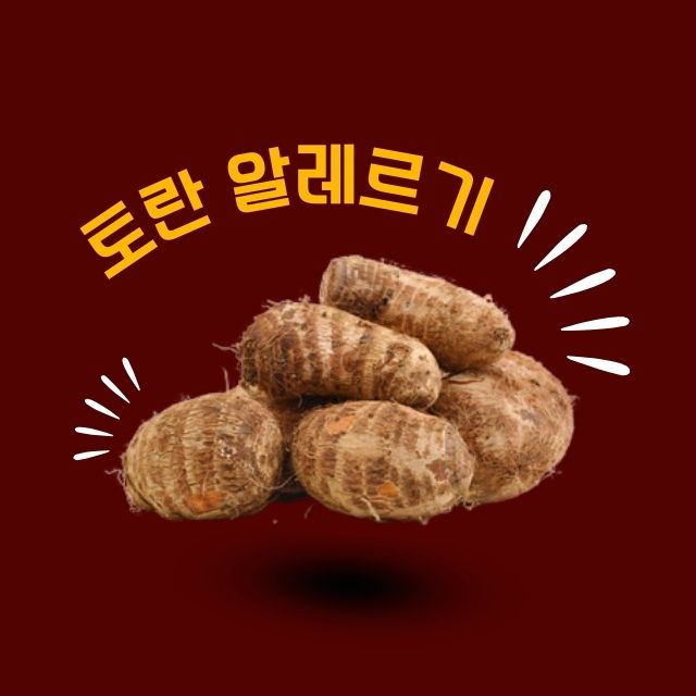 토란 알레르기