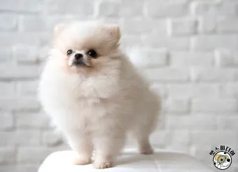 새끼강아지무료분양 멍멍이 가족 맞이 꿀팁_7