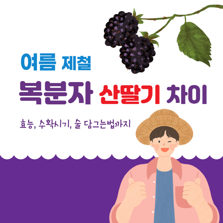 복분자 산딸기 차이는? 복분자 효능 수확시기 술 담그는법 완벽정리