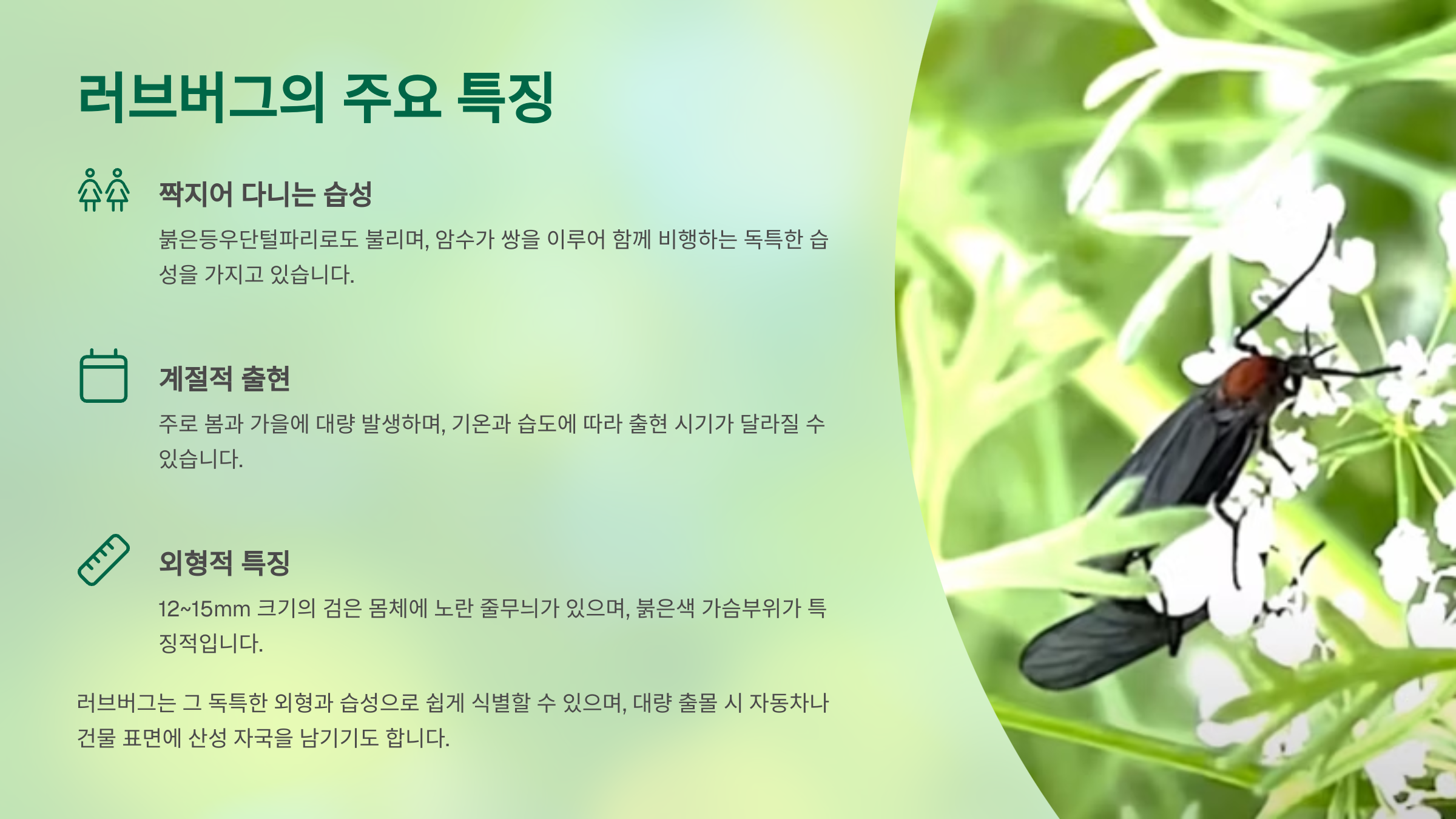 2. 러브버그의 주요 천적: 참새의 역할 🐦