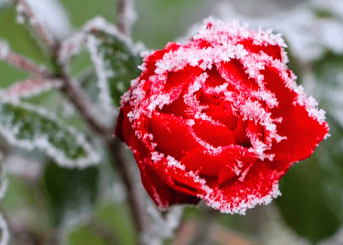 빨간 동백꽃에 하얀 서리가 가득 내린 모습이다.