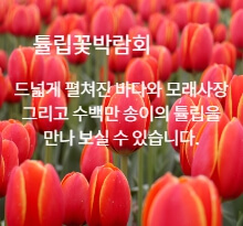 태안 튤립축제 2025