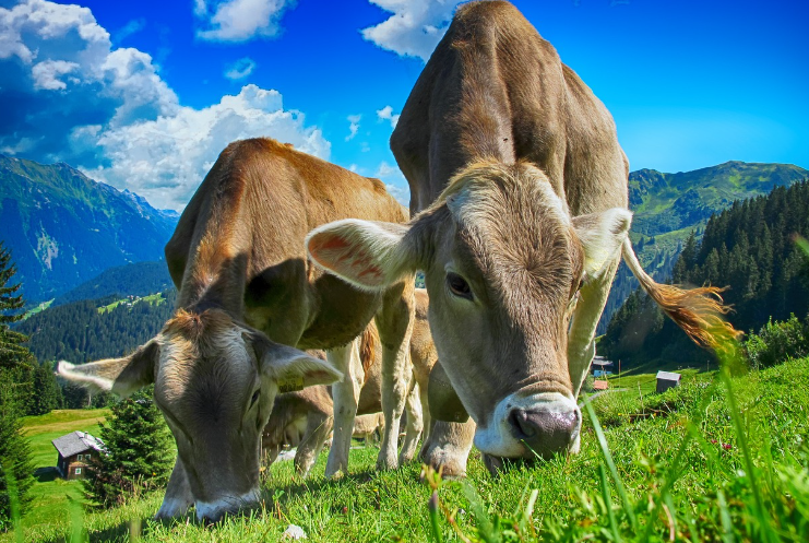 99%가 모르는 목초육을 먹어야 하는 이유