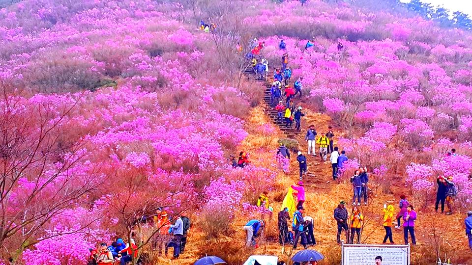 여수 영취산 진달래축제