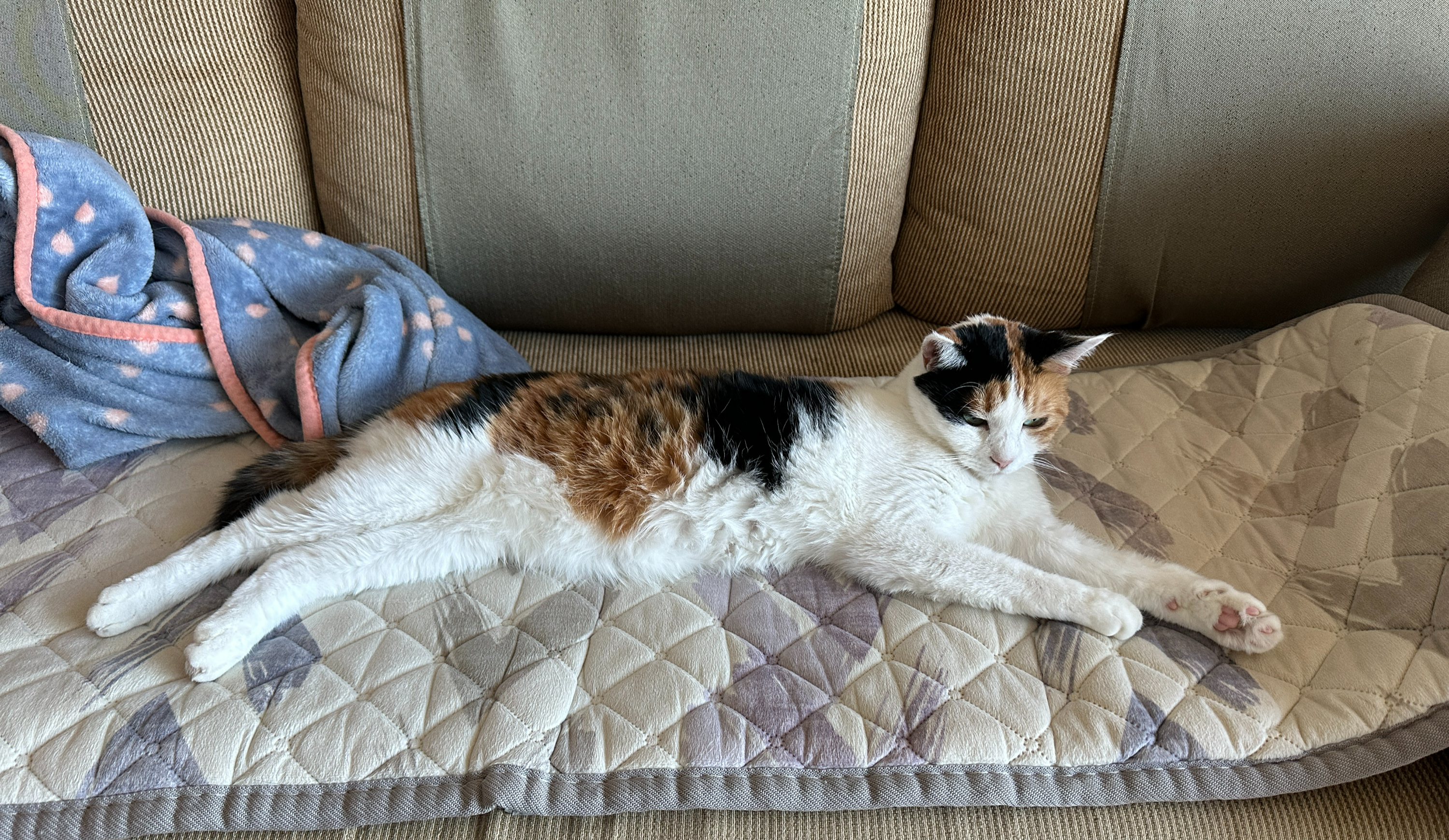 전기장판_위에_누워서_찜질하는_고양이