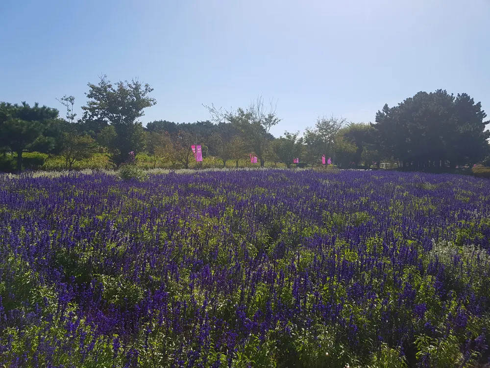 [당일치기 추천] 태안 가을꽃박람회 코리아플라워파크 행사정보 및 주차장 안내