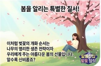 구미 벚꽃