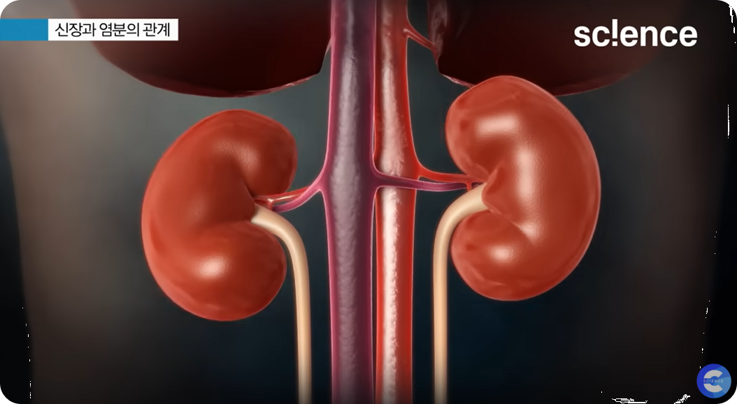 신장에 안좋은 음식