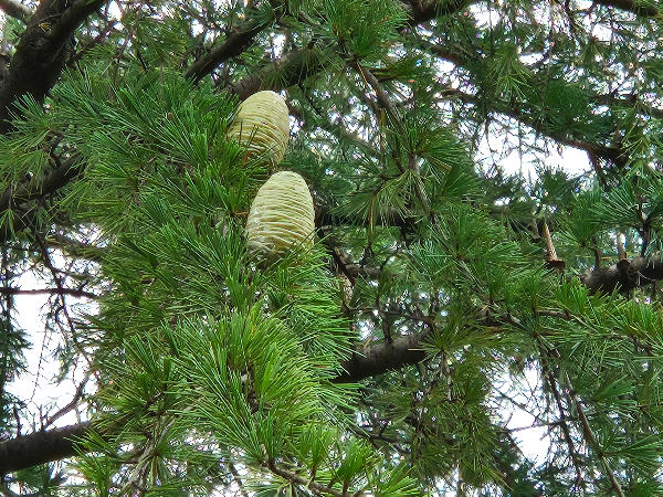 개잎갈나무 암꽃 난형