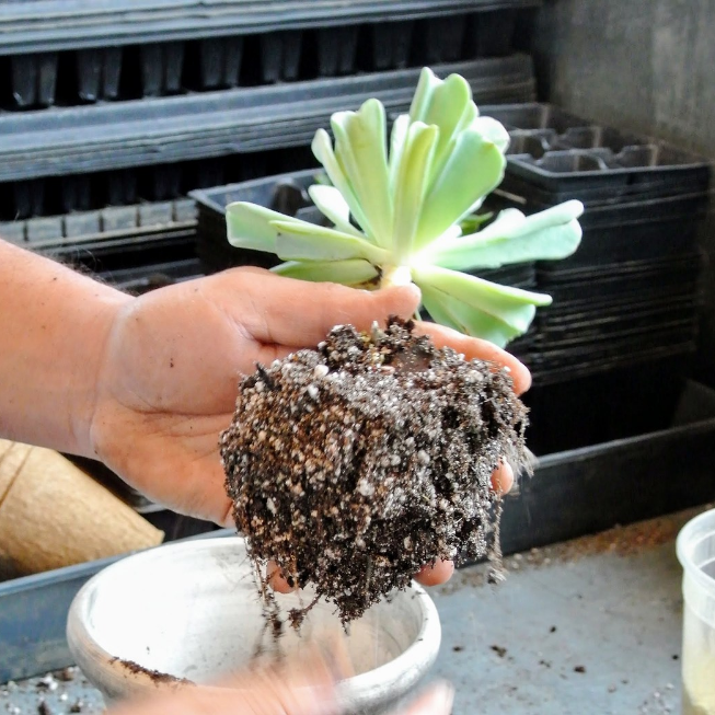 다육식물 분갈이 1단계 화분에서 식물 꺼내기