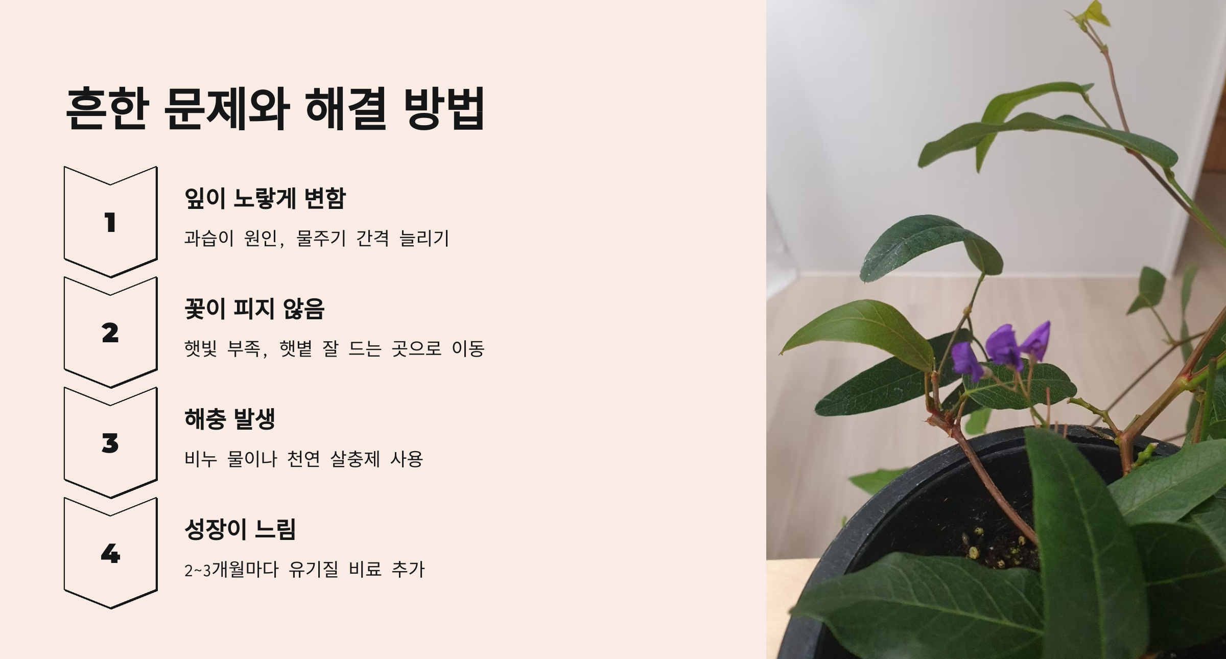 보라싸리 사진