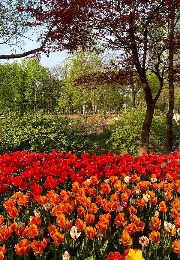 서울숲튤립