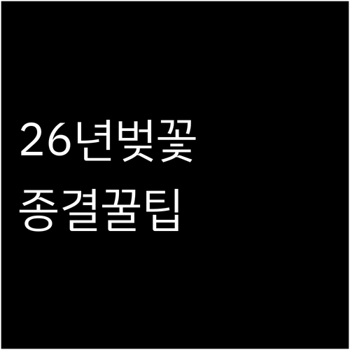 2026년 서울 벚꽃 만개 시기 및 ..