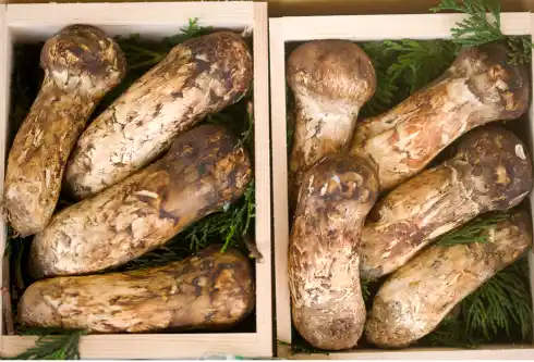 가을 제철식품 송이버섯 효능 효과 및 가격