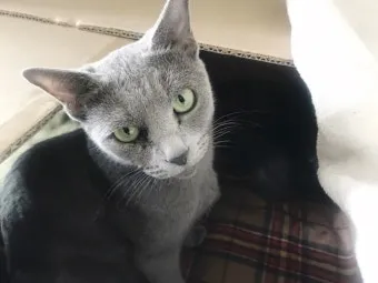 러시안블루 고양이 가격 믹스 수명 털빠짐_12