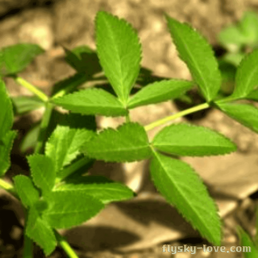 바디나물(연삼)