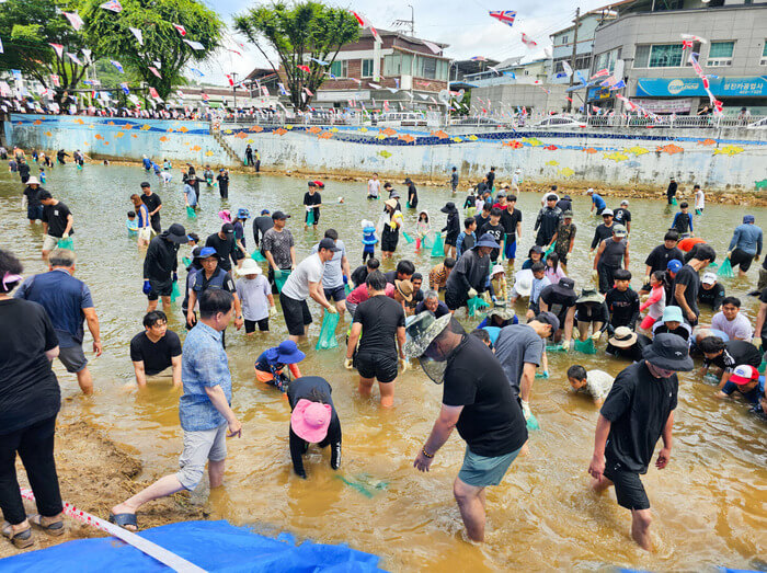 매포읍에서 주민들이 맨손물고기잡기 행사를 개최했다.