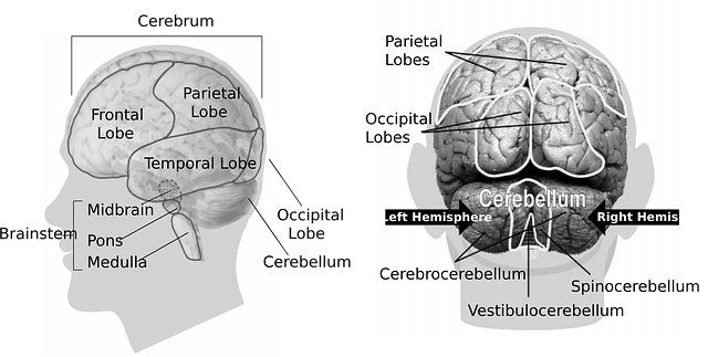 좌뇌 우뇌 기능 차이, 오해, 뇌 활용 방법