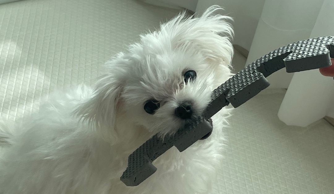 매일매일-양치질을-꾸준히-하여-강아지-충치를-사전에-예방한-아기-강아지