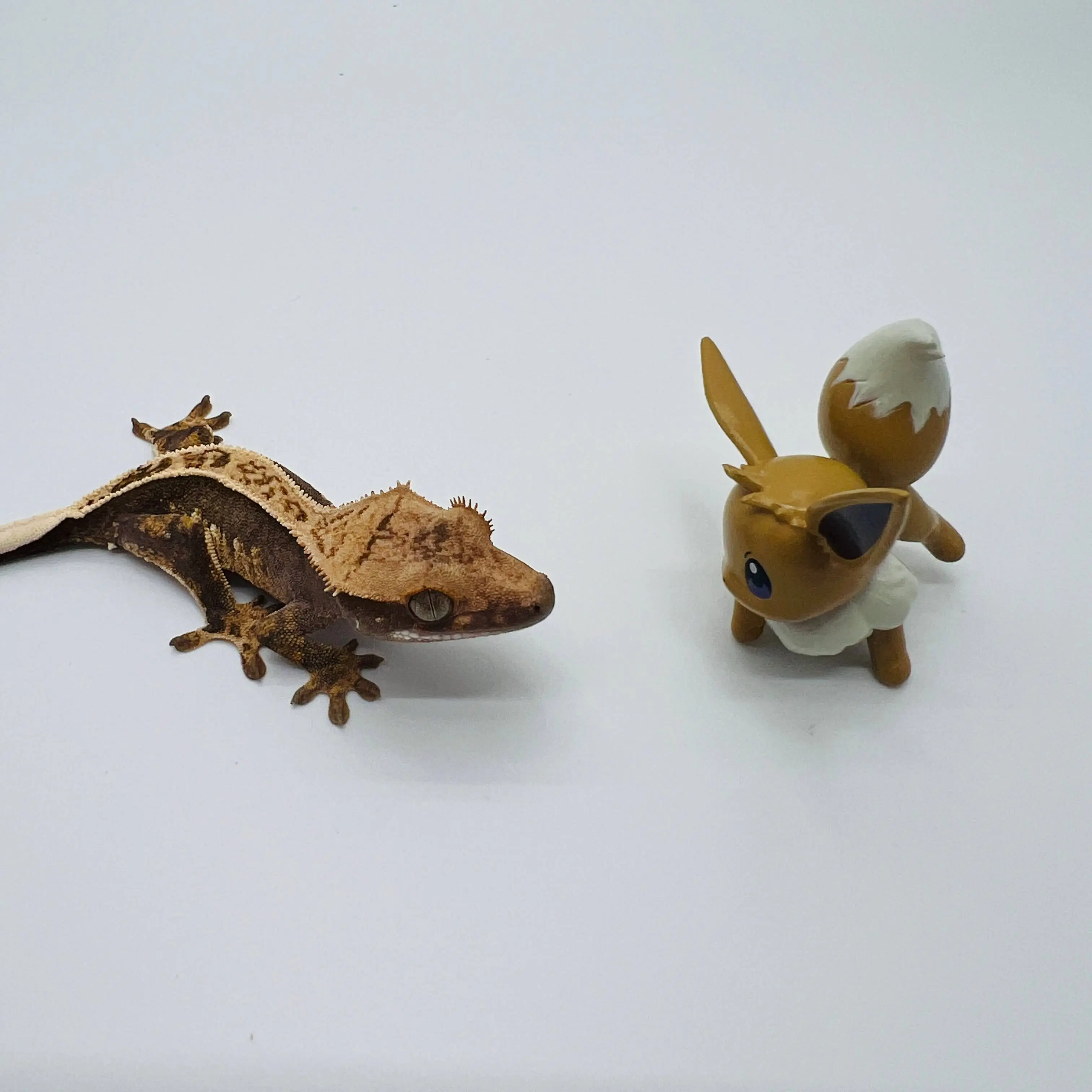 도마뱀 키우기 크래스티드 개코