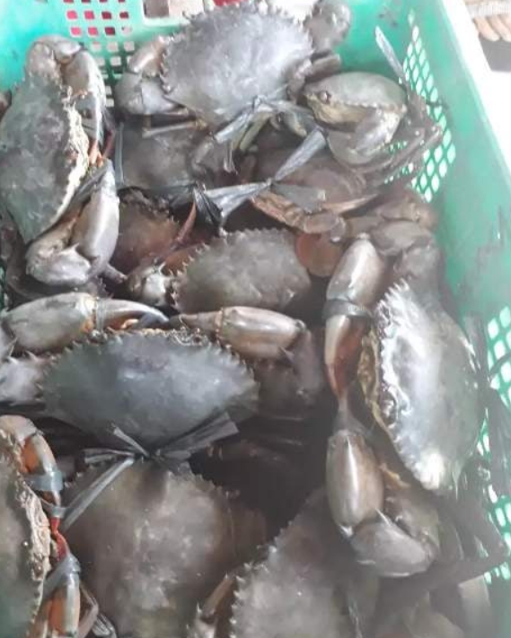 머드크랩 알리망오