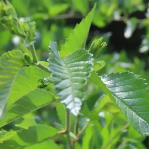 느릅나무 전초 (잎과 줄기)