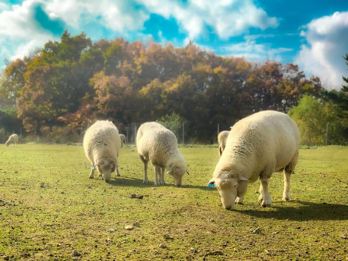 평창-양떼목장-이미지