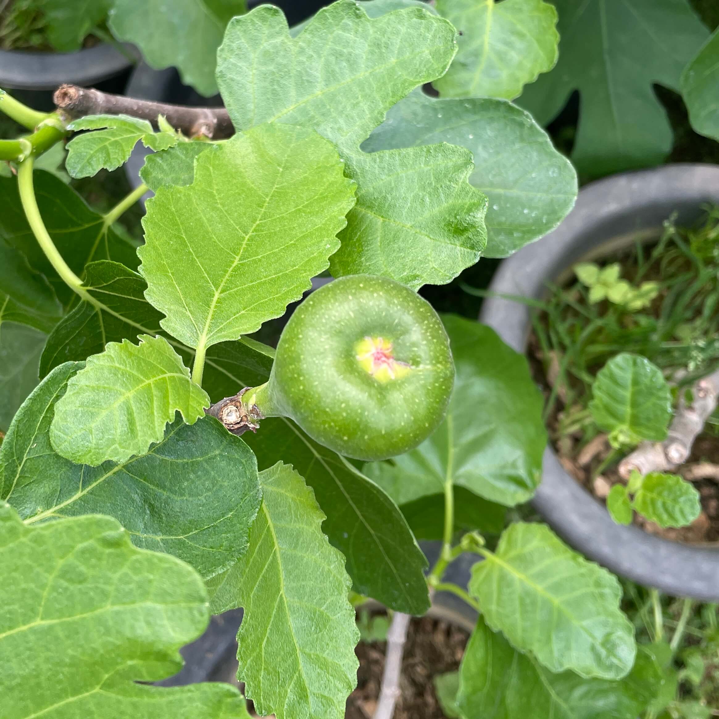 무화과나무 키우기