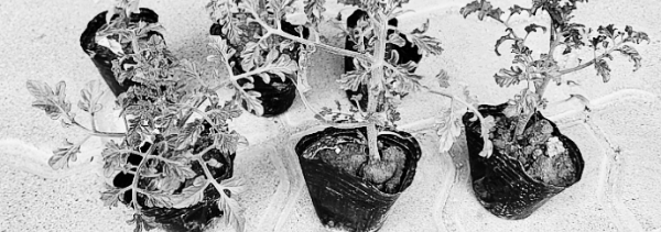 방울토마토 모종 모습