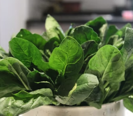 비타민E의 효능