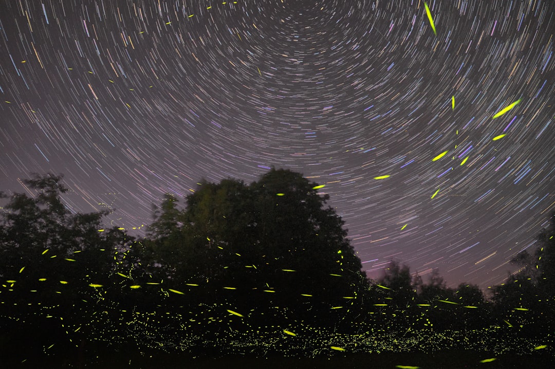 Firefly