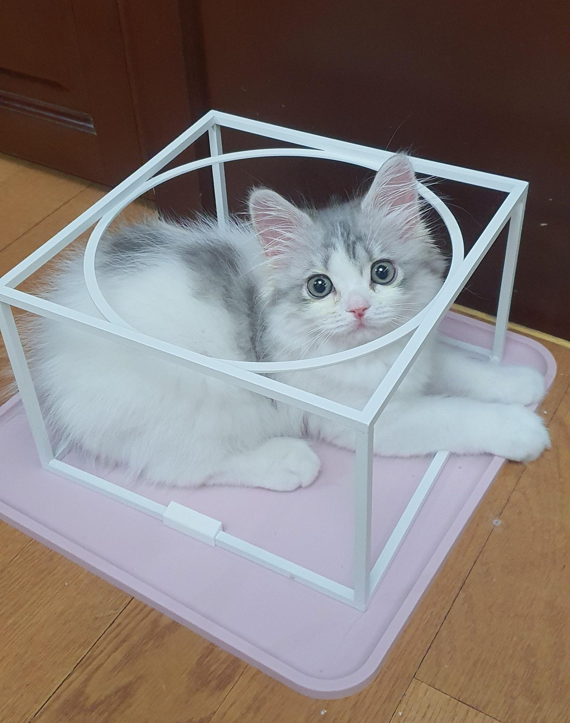 2022.02.28 쿵이는 네모를 좋아해