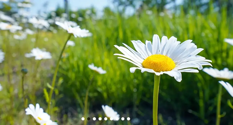 서울-식물원-입장료-주차-요금-운영시간