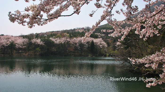 강변 벚꽃