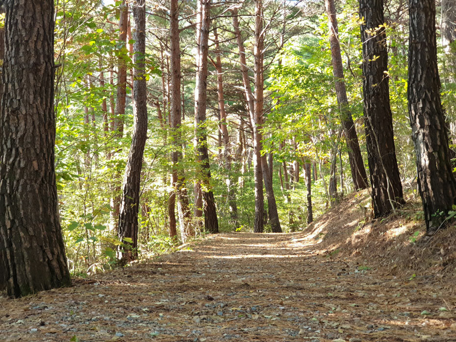 숲나들e-국립자연휴양림-성수기-추첨